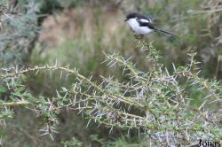 Lanius humeralis humeralis