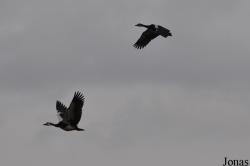 Arusha National Park