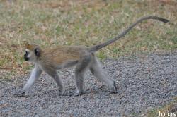 Arusha National Park
