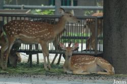 Shanghai Zoo