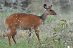 Arusha National Park
