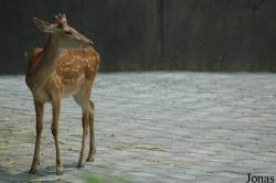 Cervus nippon hortulorum