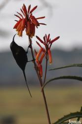 Nectarinia johnstoni