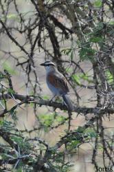 Tchagra senegalus