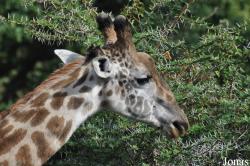Arusha National Park