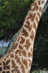 Arusha National Park