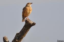 Mirafra pulpa