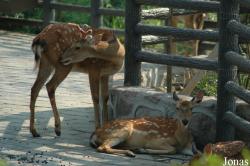 Shanghai Zoo