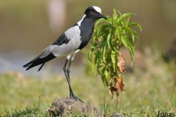 Arusha National Park