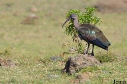 Arusha National Park
