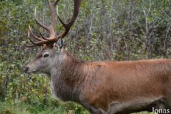 Cervus elaphus