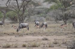 Enduimet Wildlife Management Area