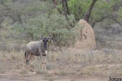 Enduimet Wildlife Management Area