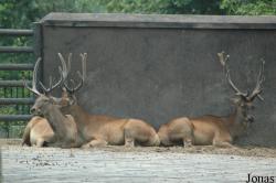 Cervus canadensis xanthopygus