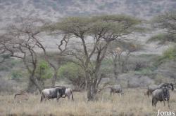 Enduimet Wildlife Management Area