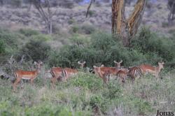 Enduimet Wildlife Management Area
