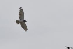 Circaetus pectoralis