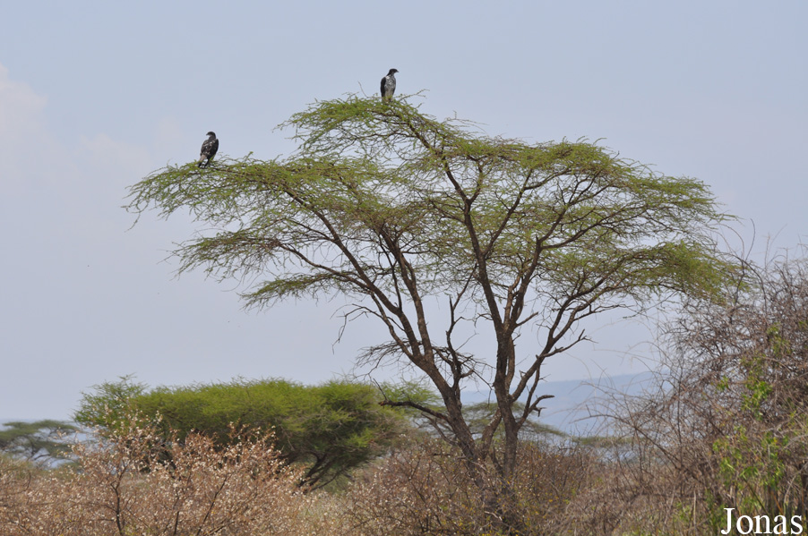 Enduimet Wildlife Management Area