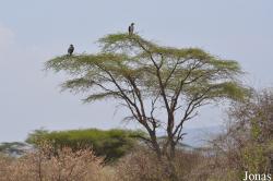 Enduimet Wildlife Management Area