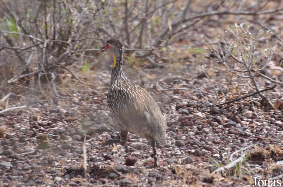 Enduimet Wildlife Management Area