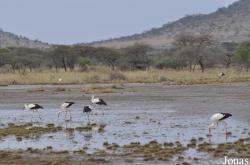 Enduimet Wildlife Management Area