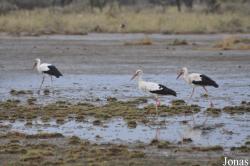 Enduimet Wildlife Management Area