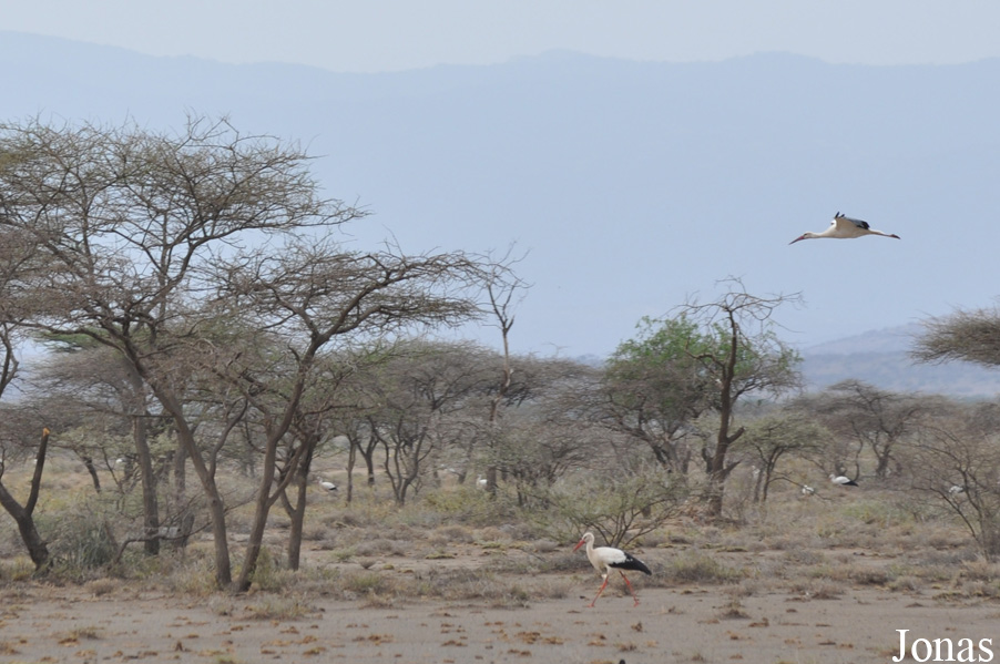 Enduimet Wildlife Management Area