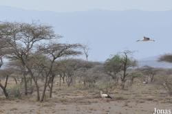 Enduimet Wildlife Management Area
