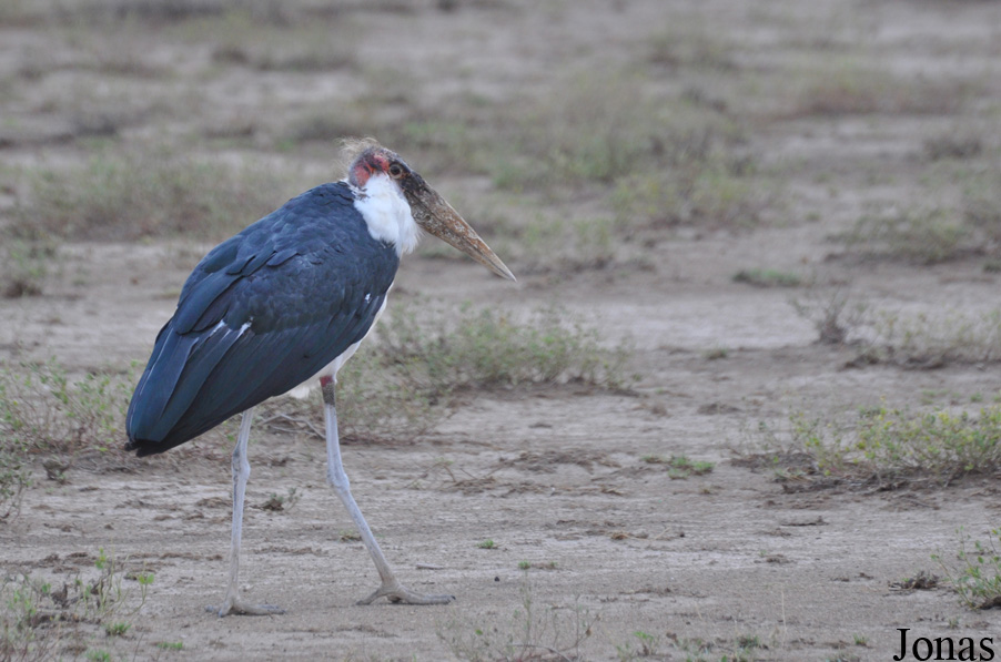 Enduimet Wildlife Management Area