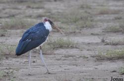 Enduimet Wildlife Management Area