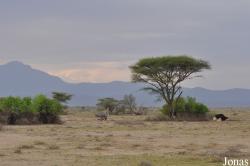 Struthio camelus massaicus