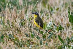 Motacilla flava
