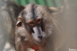 Theropithecus gelada x Papio sp.