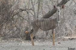 Awash National Park
