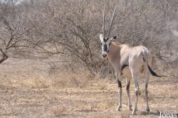 Awash National Park
