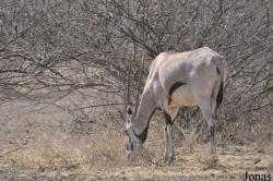 Awash National Park