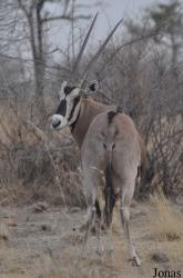 Awash National Park