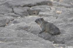 Awash National Park