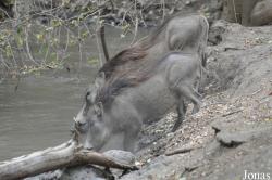 Awash National Park