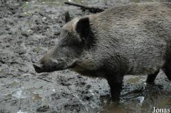 Sus scrofa
