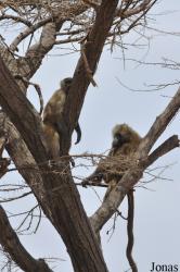 Awash National Park
