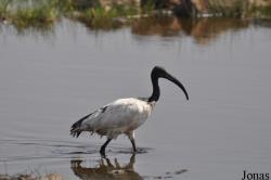Awash National Park