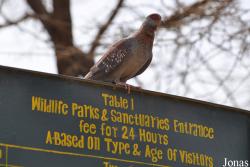 Awash National Park