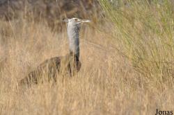 Awash National Park