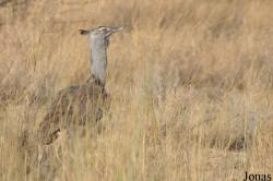 Awash National Park
