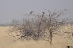 Awash National Park