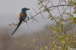 Awash National Park