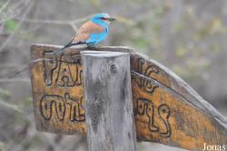 Awash National Park