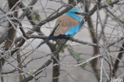 Coracias abyssinicus