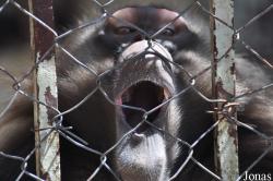 Lion Zoo